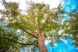 Oakley, KS Tree Services Company