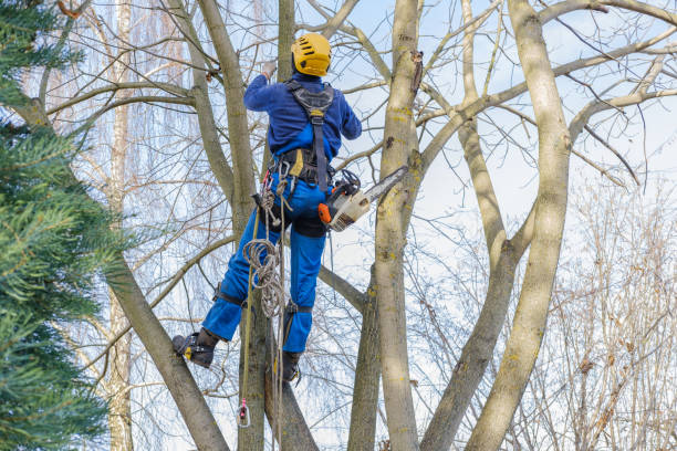 Best Root Management and Removal  in Oakley, KS